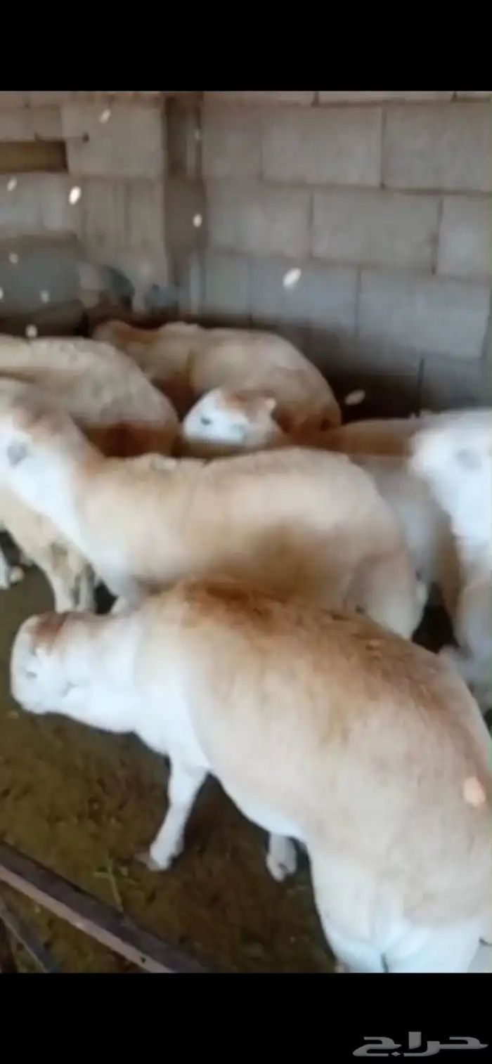 طليان ذبائح للثلاجة والمناسبات سواكن حريات رفيديات 0