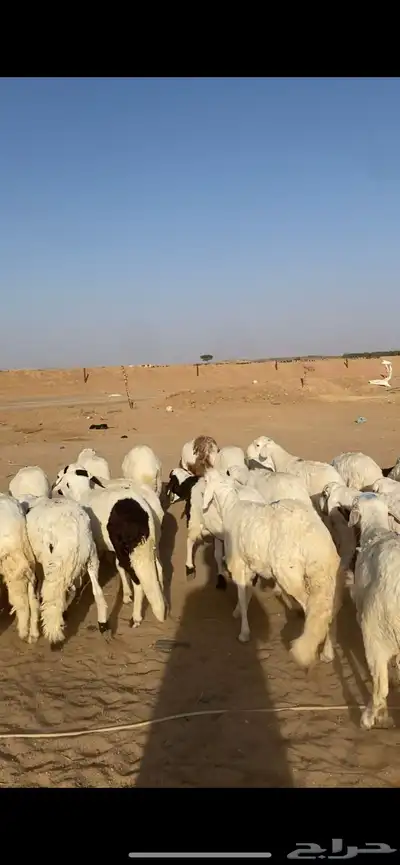 للبيع سواكن index