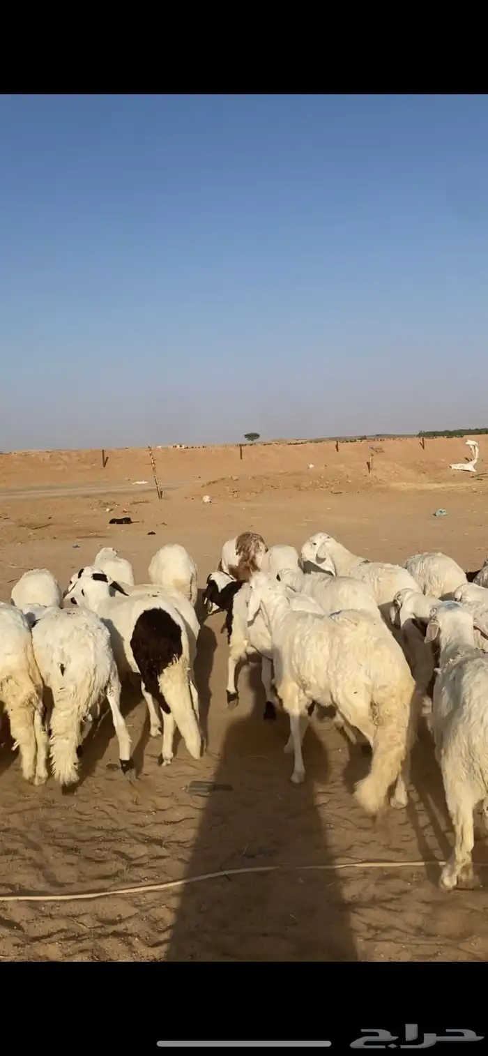 للبيع سواكن 1