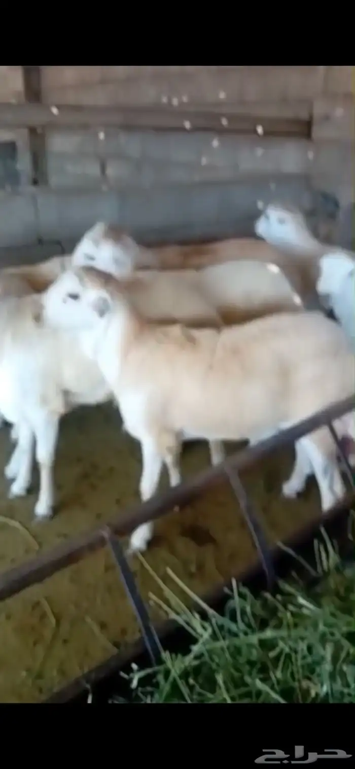 طليان ذبائح للثلاجة والمناسبات سواكن حريات رفيديات 1