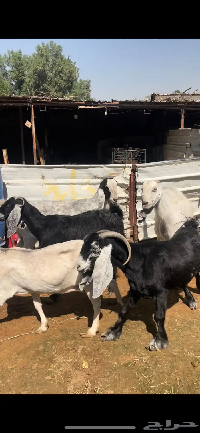 11 عنز مشكله يتبعها واحد الحد 1050 ريال 5