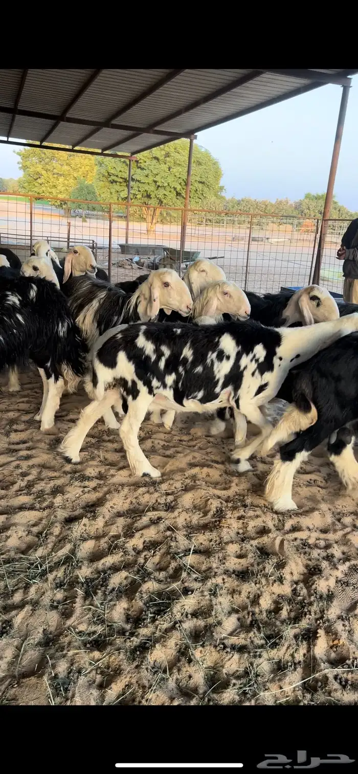 للبيع غنم نجد 14 2