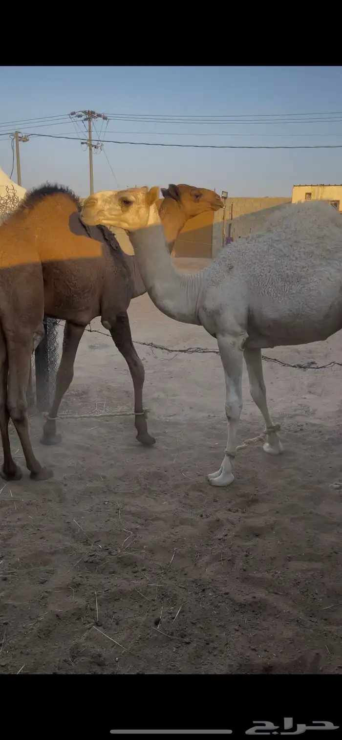 قعود وبكره فل طايشه من الشحم 4