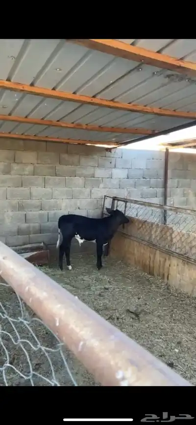 بقره عليها عجل index