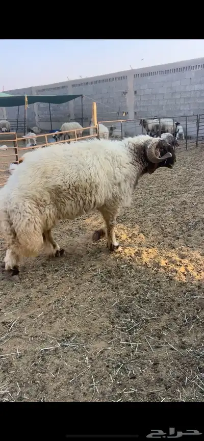 خروف فحل نعيمي index