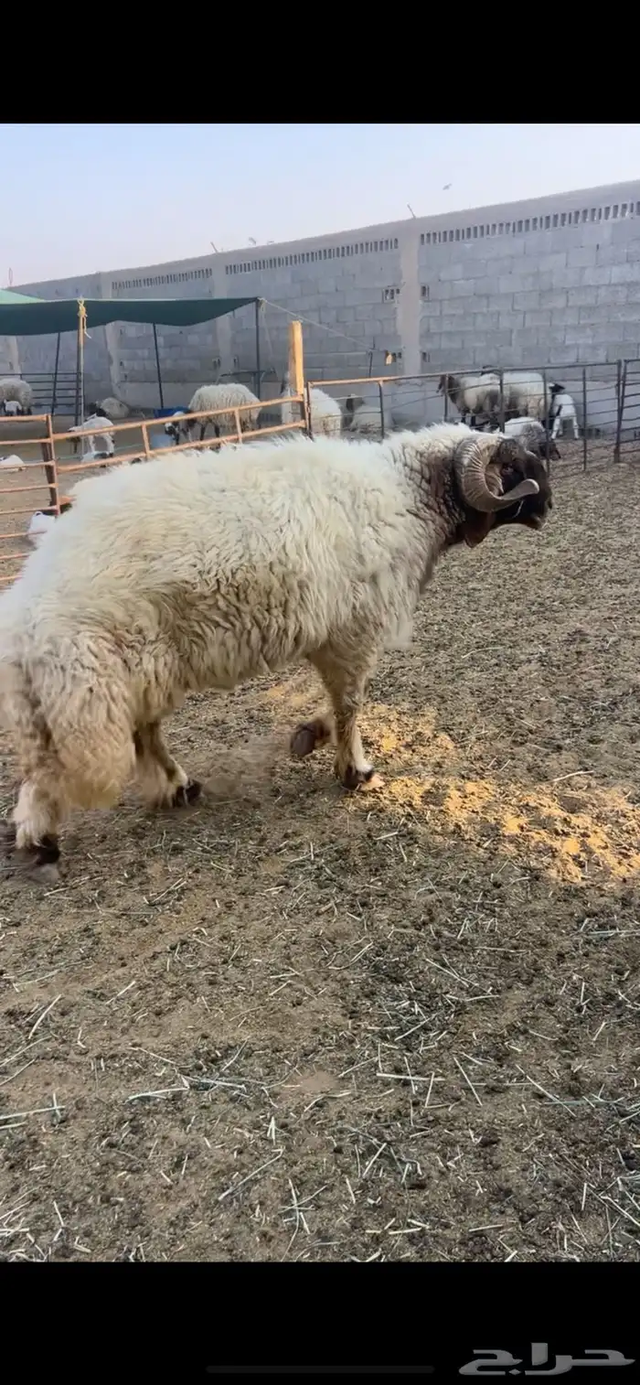 خروف فحل نعيمي 1