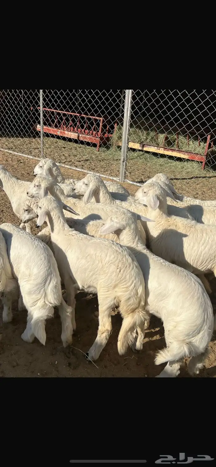 رخال وخرفان تم البيع 3