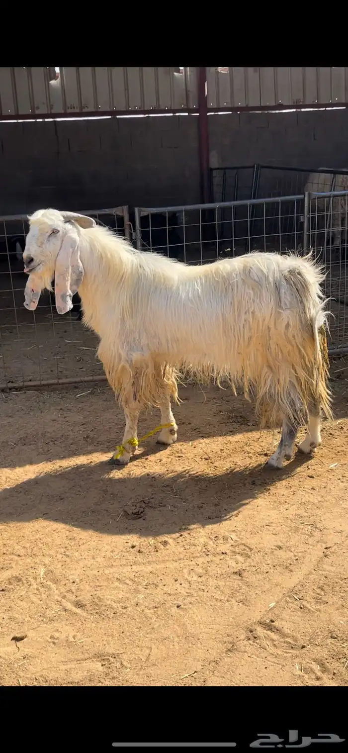 عنز دافع وتيس فحل 3