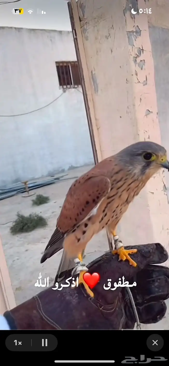 مطلوب شرياص او باشق او شبوط 3