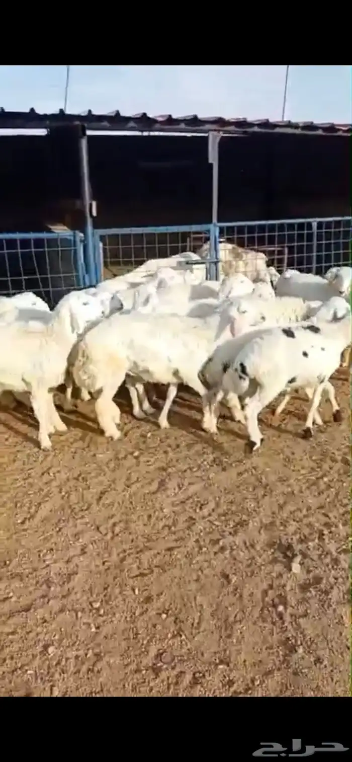 طليان ذبائح للثلاجة والمناسبات سواكن حريات رفيديات 5