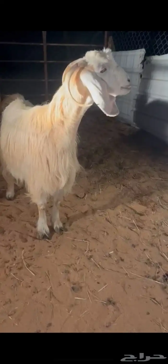 للبيع عنز كريميه خصم دافع شرط ( تم البيع ) 1