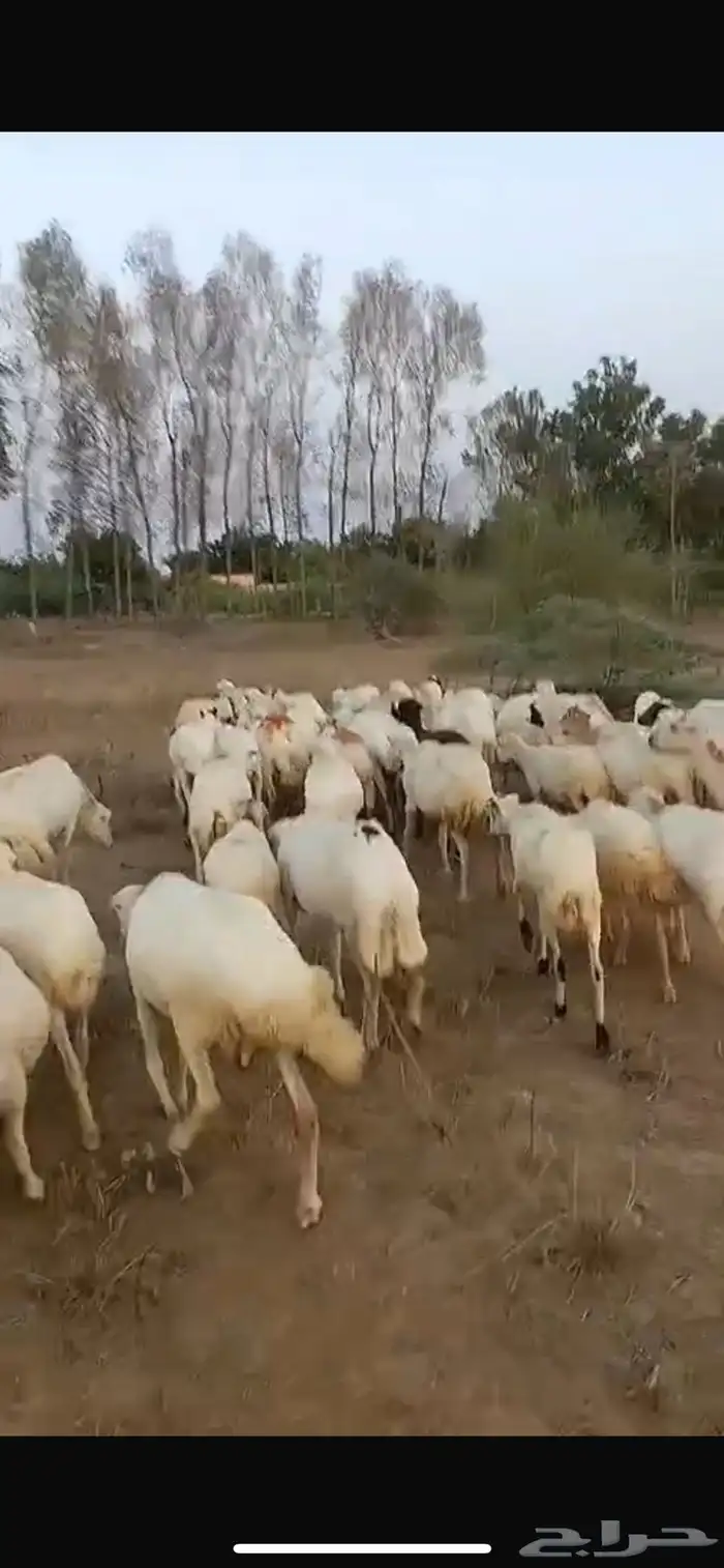 ضان رفيدي قرايب دفيع على الشرط فحص سونار ومشروطه من كل عيب 2