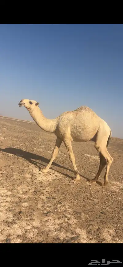 قعود كحيلاني جده الكنق بعير الطهيمي index