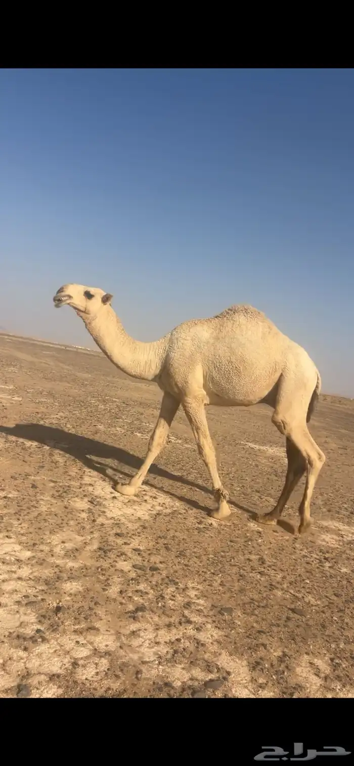 قعود كحيلاني جده الكنق بعير الطهيمي 1