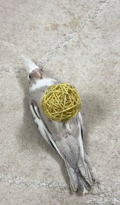 كروان ( كوكتيل ) أليف هدد نششبه. index