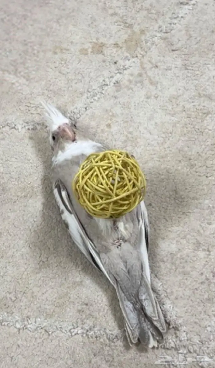 كروان ( كوكتيل ) أليف هدد نششبه. 0