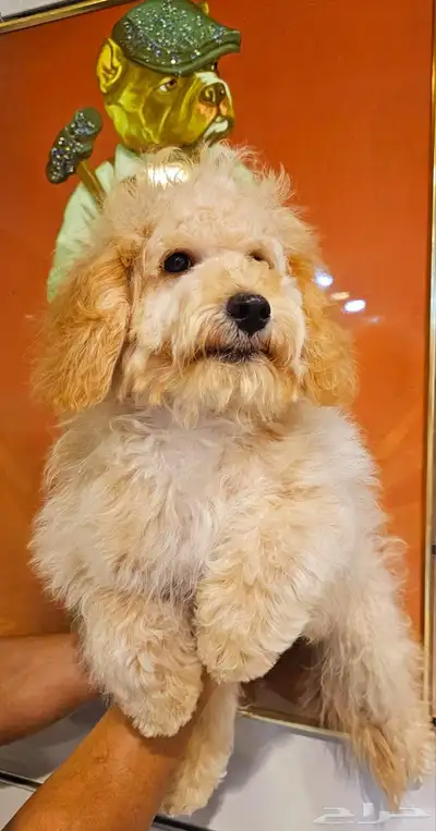 للبيع كلب جرو بودل مالتيبو مدرب و مطعم index