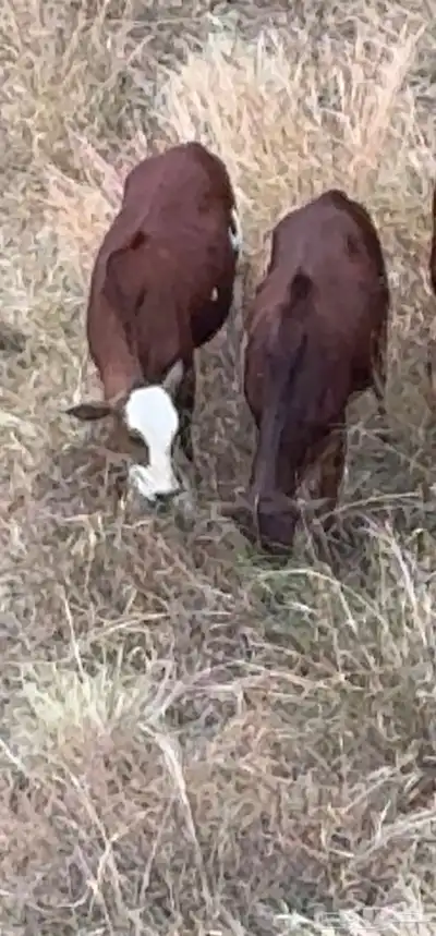 رجال المع حسوة index