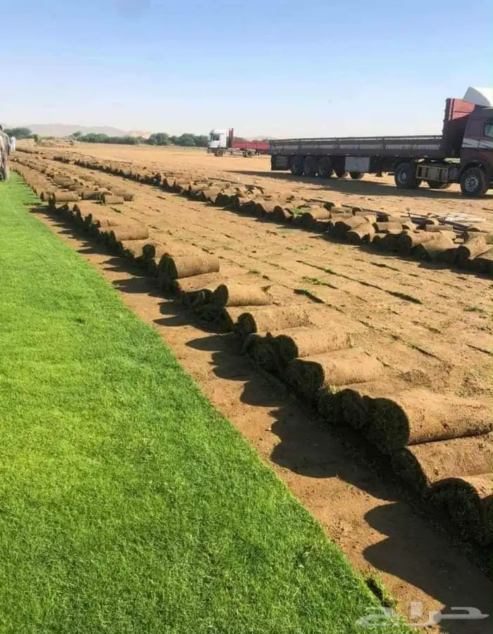 نجيل طبيعي 7