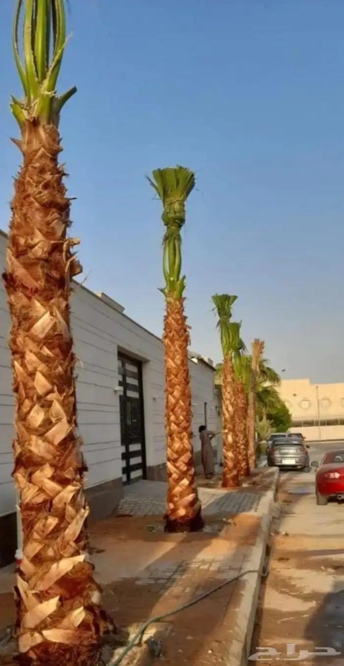 زرعه النخيل العربي وتكريب النخيل ويوجد جميع انواع النخيل 1