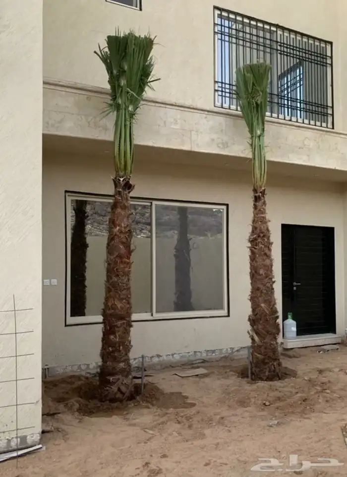 نخيل واشنطني زينه 8