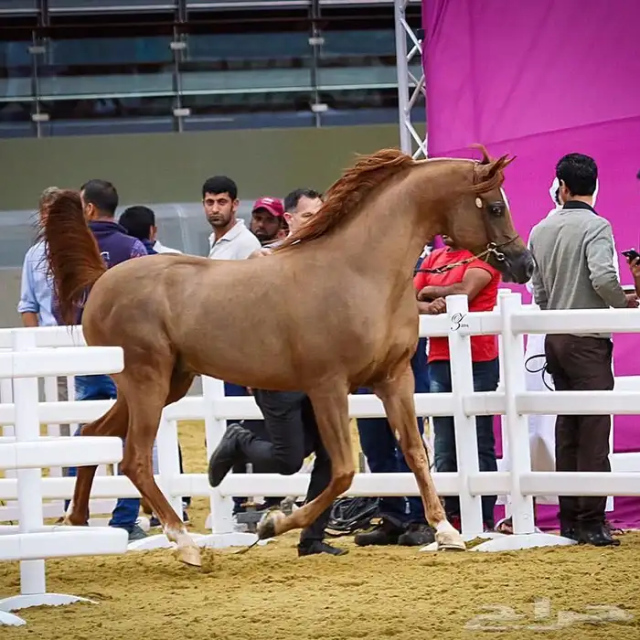 فحل متاح التشبيه الخيل الواهو 1