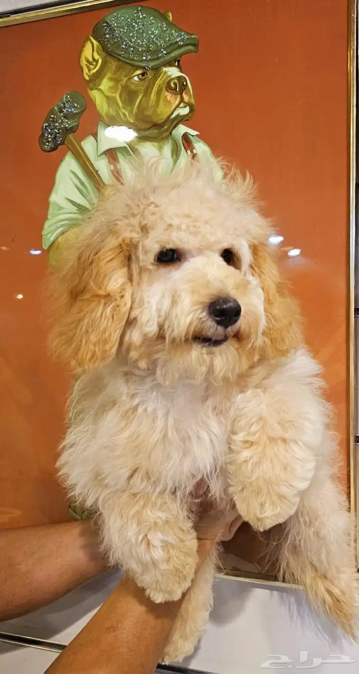 للبيع كلب جرو بودل مالتيبو مدرب و مطعم 6