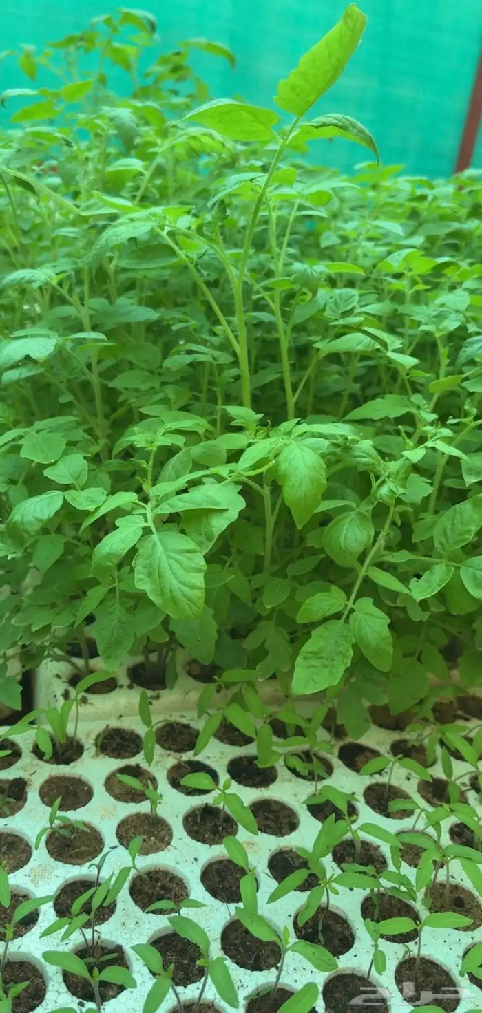 شتلات طماطم 0