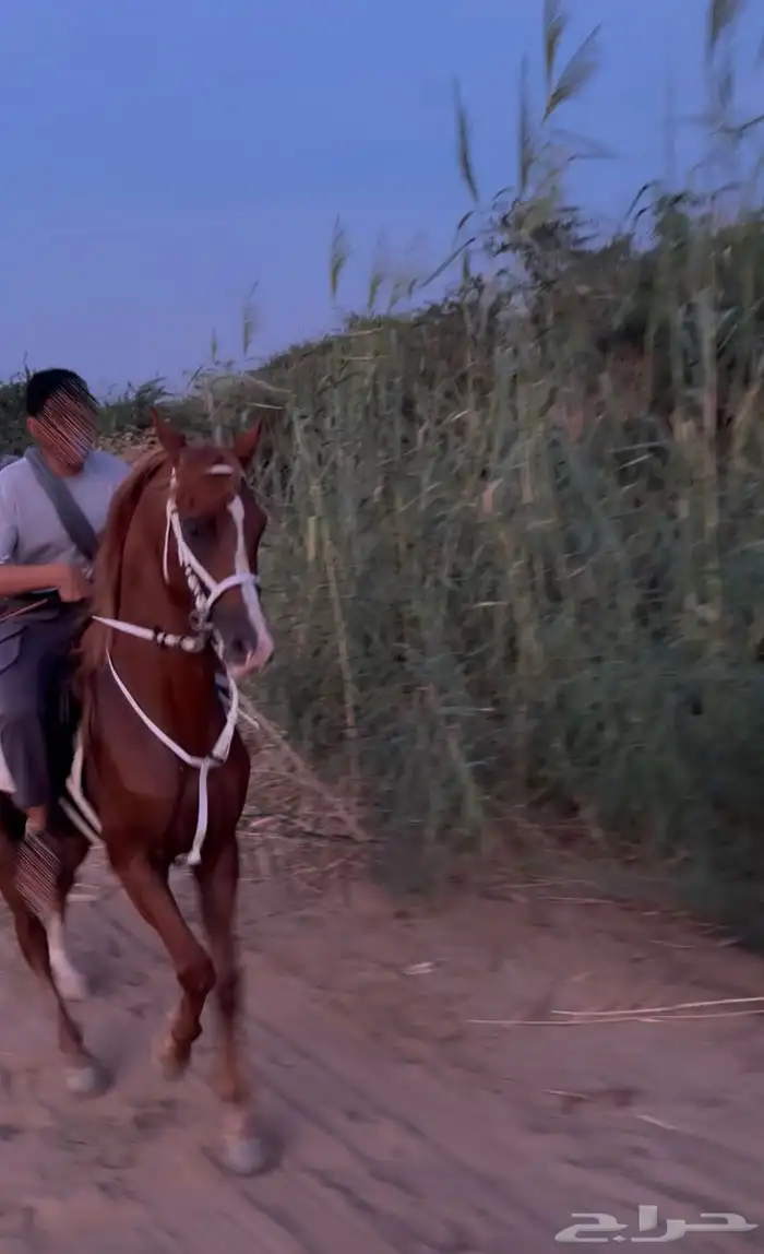 حصان للبيع 4