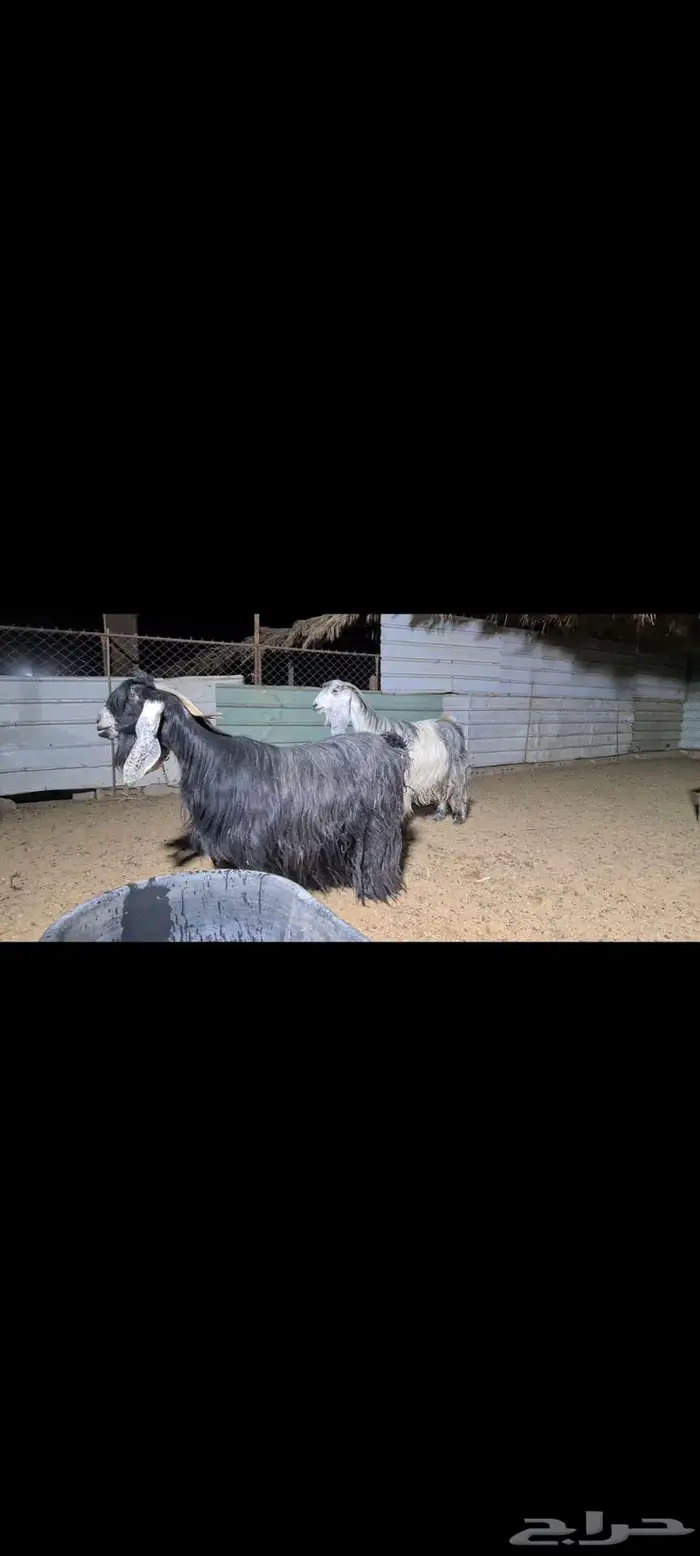 ( تم البيع ) معزا جروم ناهيه 0