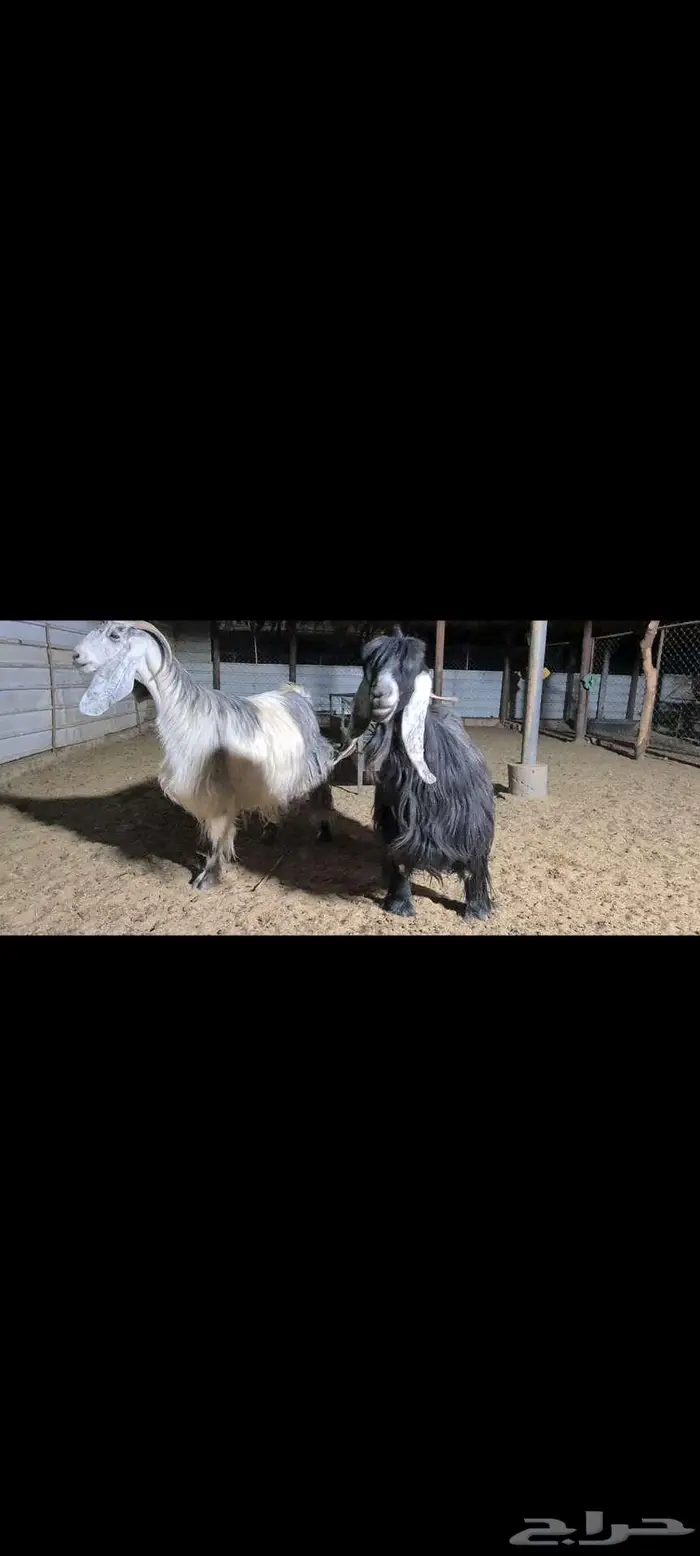 ( تم البيع ) معزا جروم ناهيه 2