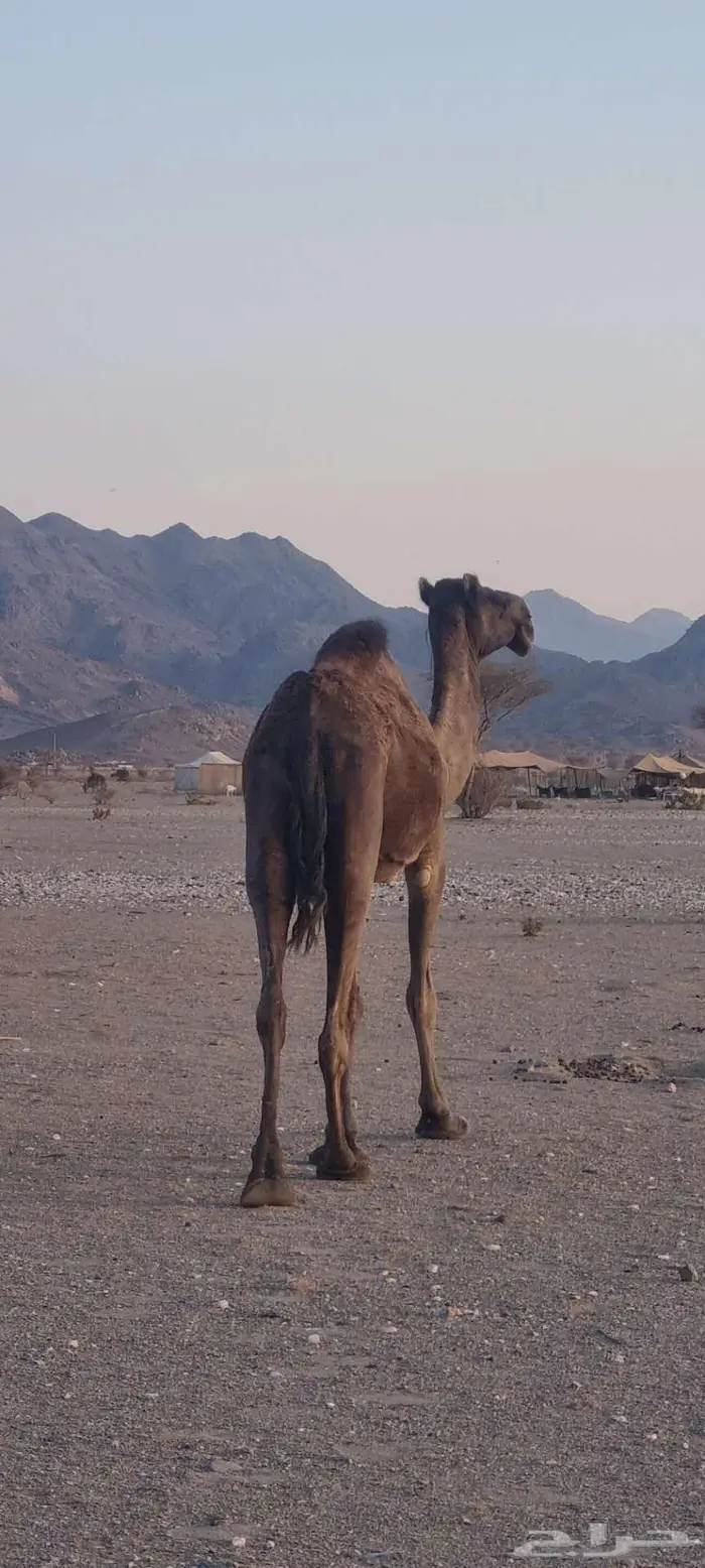 ناقه على الضراب 1