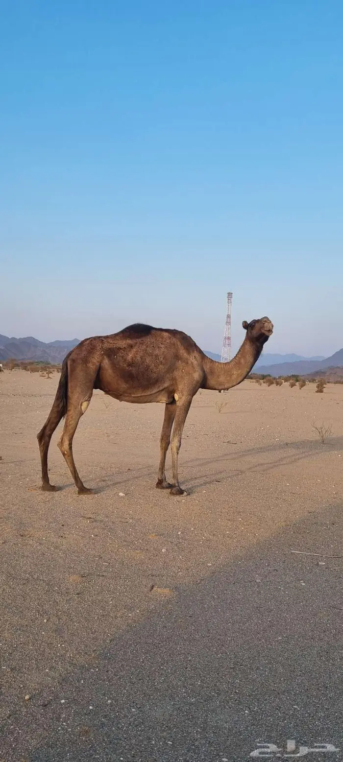 ناقه على الضراب 2