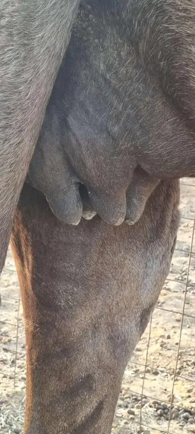 ناقه على الضراب index