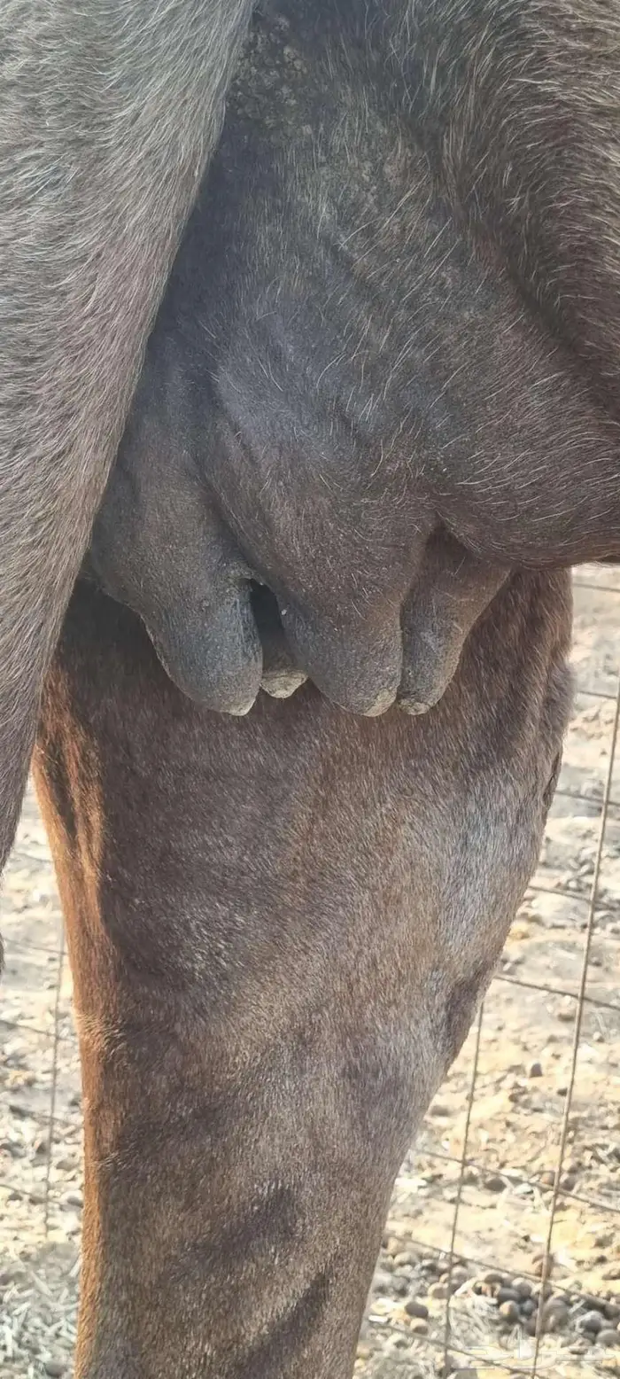 ناقه على الضراب 0