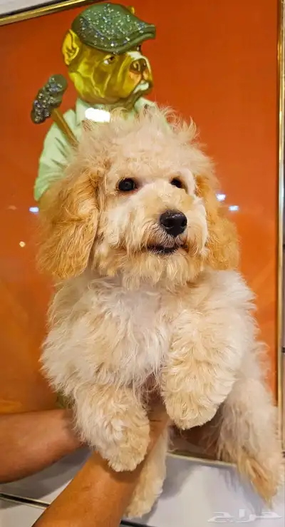 للبيع كلب جرو بودل مالتيبو مدرب و مطعم index