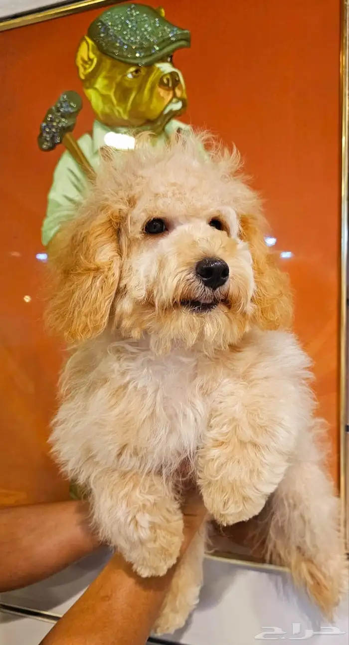 للبيع كلب جرو بودل مالتيبو مدرب و مطعم 0