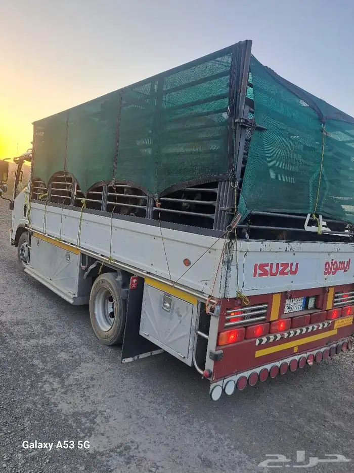 دنا طابقين نقل غنم 0