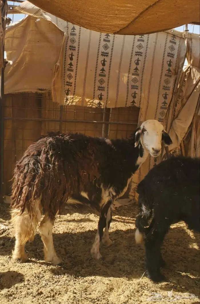 2 نعاج نجد تحتها 4 بهم 8