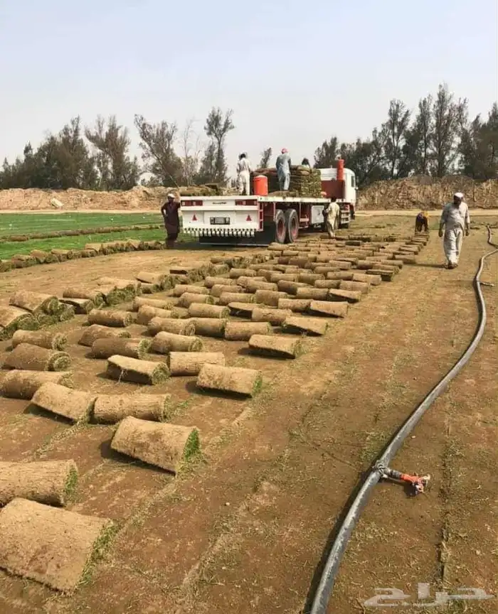 نجيل طبيعي 14