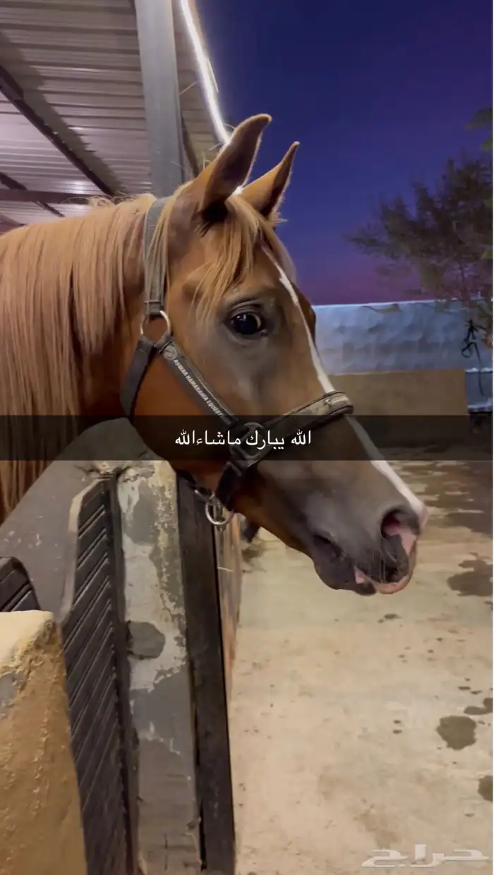 حصان للبيع 2