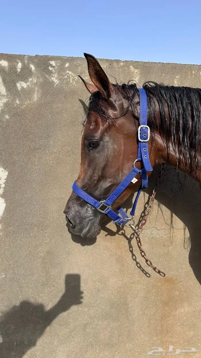 فرس مع مهره البيع على السوم 0