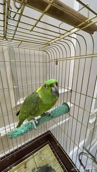 امزواني يلو ناب index