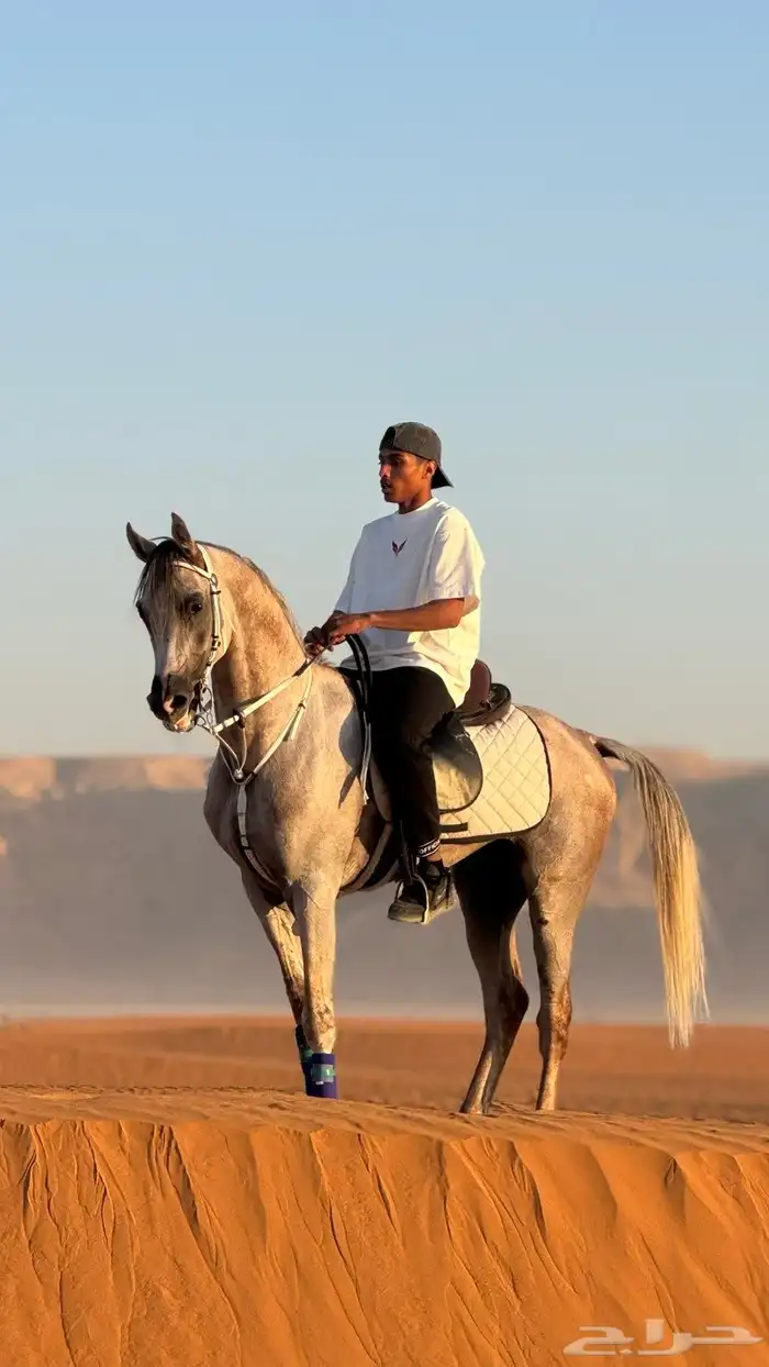 عندي حصان واهو. للبيع 14