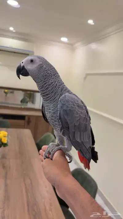 كاسكو اليف هدد متكلم index