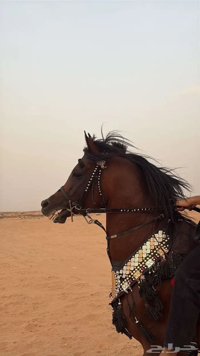 حصان ورق للبيع 3