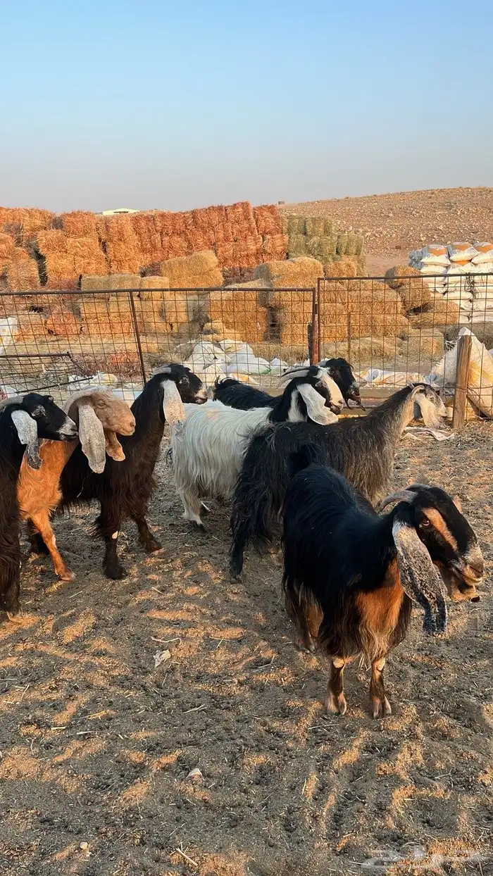 معزا مولده 1