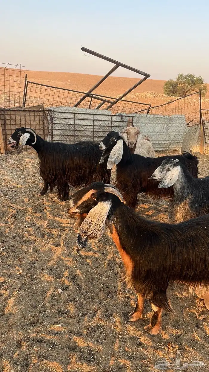 معزا مولده 0