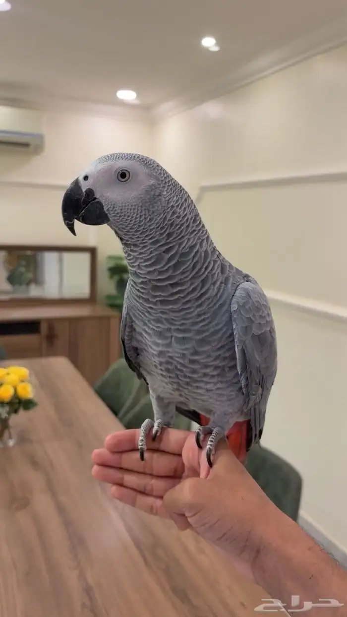 كاسكو اليف هدد متكلم 0