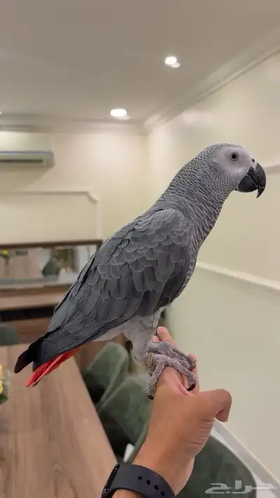 كاسكو اليف هدد متكلم index